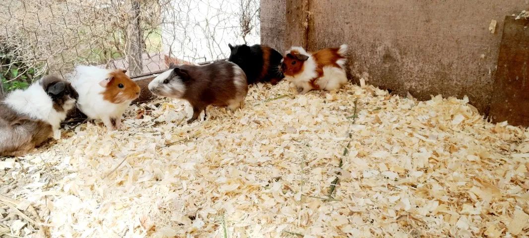 Porquinho da Índia - Foto 3