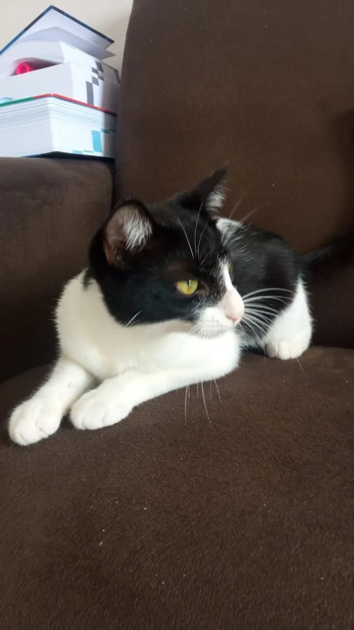 Gatinha fofa, dócil e carinhosa! (Resgatada das ruas) - Foto 4