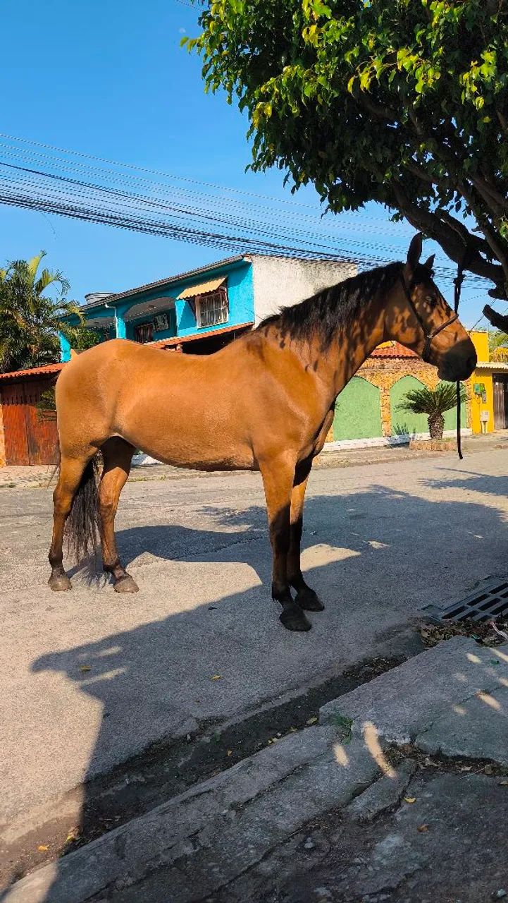 Cavalo mangalarga 6 anos marcha picada  - Foto 3
