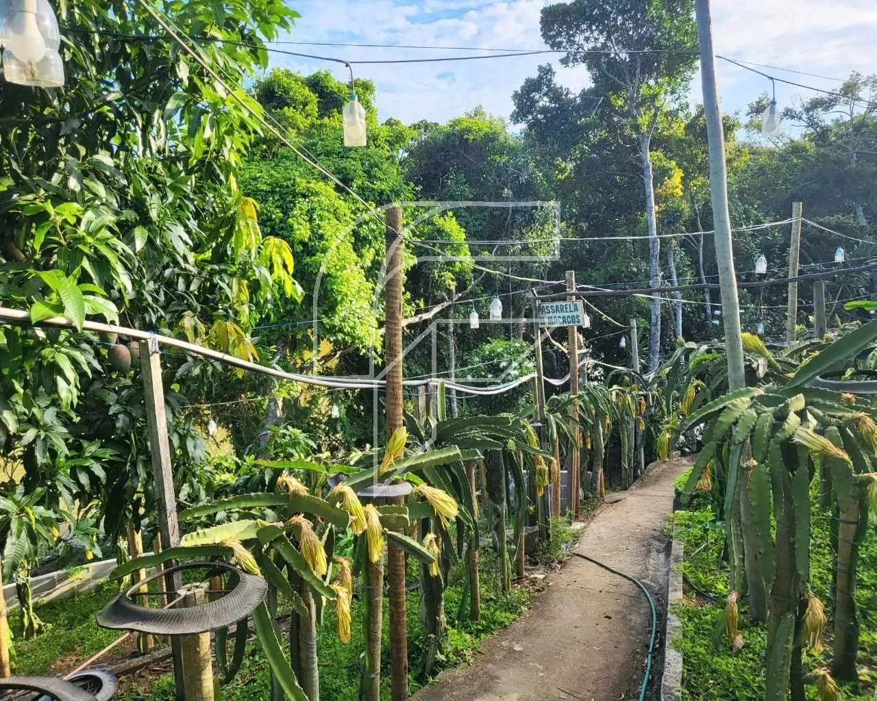 Imóvel para venda possui 5000 metros quadrados com 3 quartos em Meaípe - Guarapari - ES - Foto 5