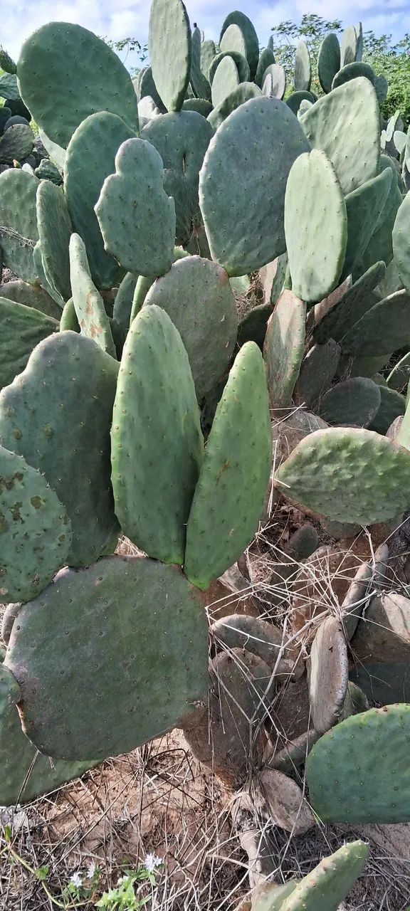 Palmas para ração animal e plantação 300,00 o milheiro  - Foto 2