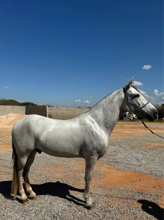 Cavalo Mangalarga Marchador