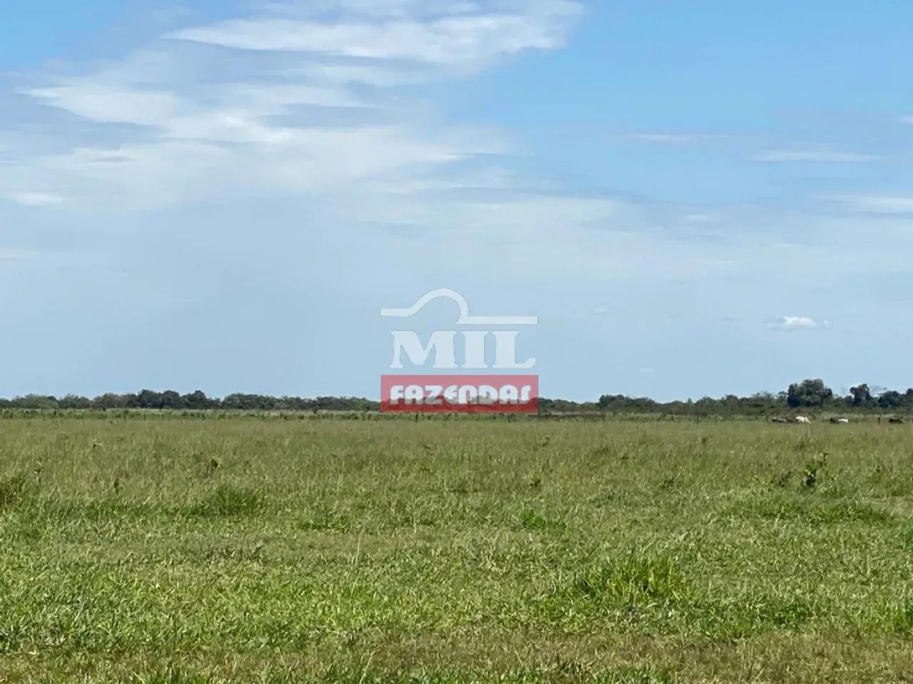 Fazenda de 750 alqueires (3500hectares) em Campinápolis - MT - Foto 3