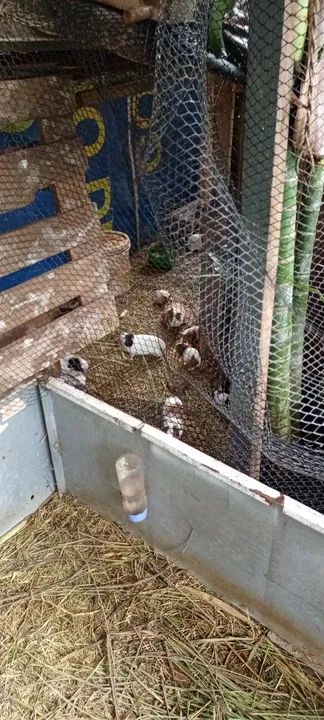 Porquinho da india - Foto 2