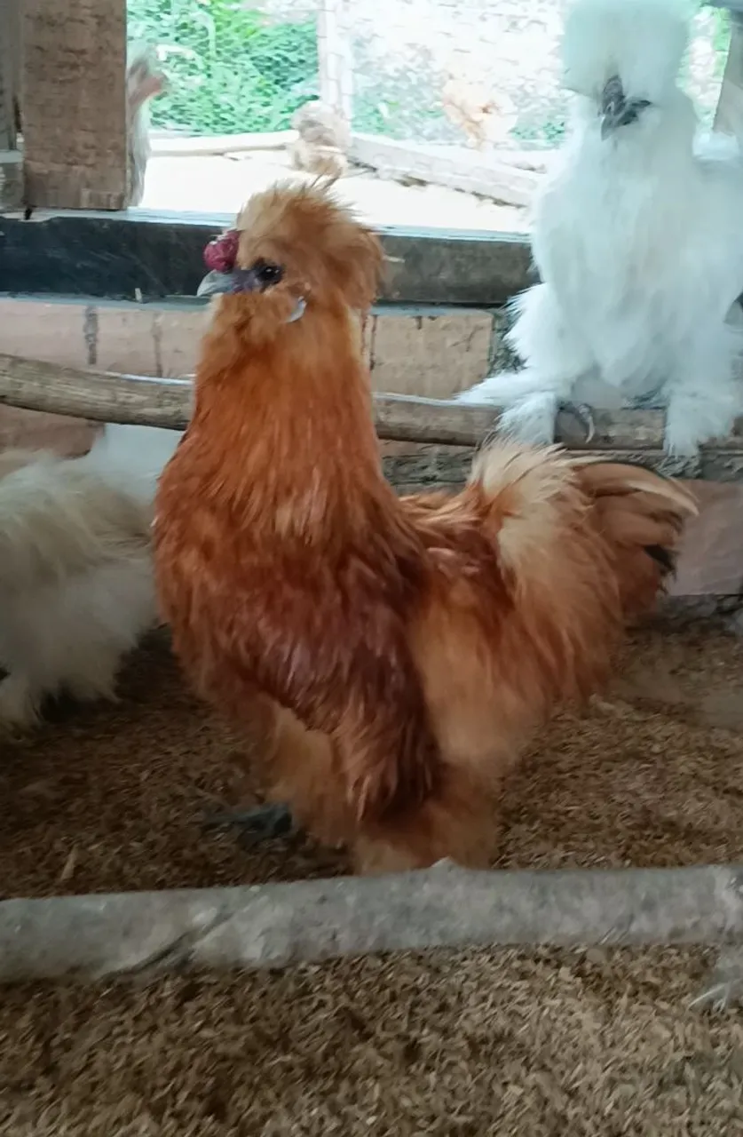 Galo de raça sedosa