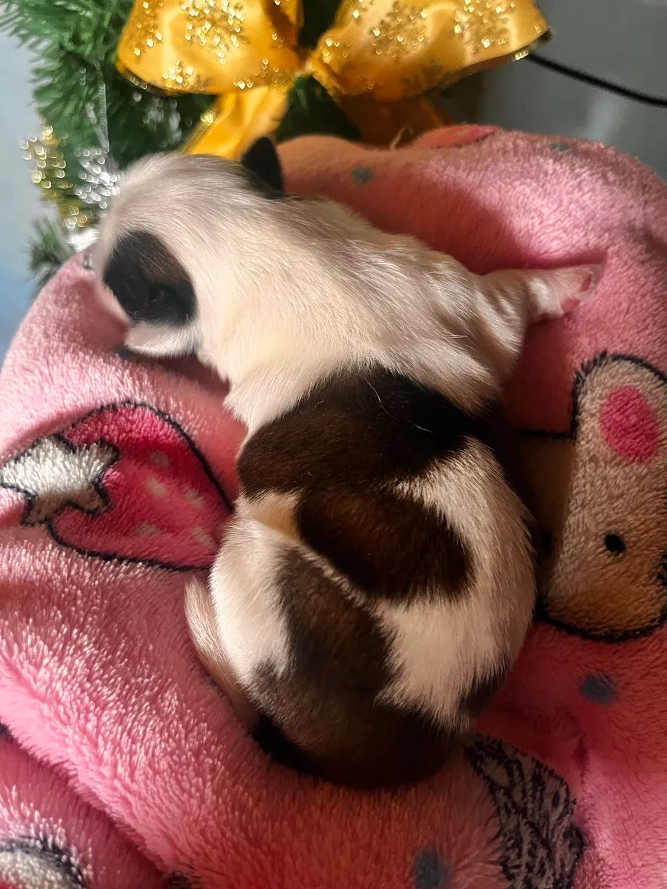 FILHOTES SHIH TZU MACHOS - Prontos para Novo Lar!