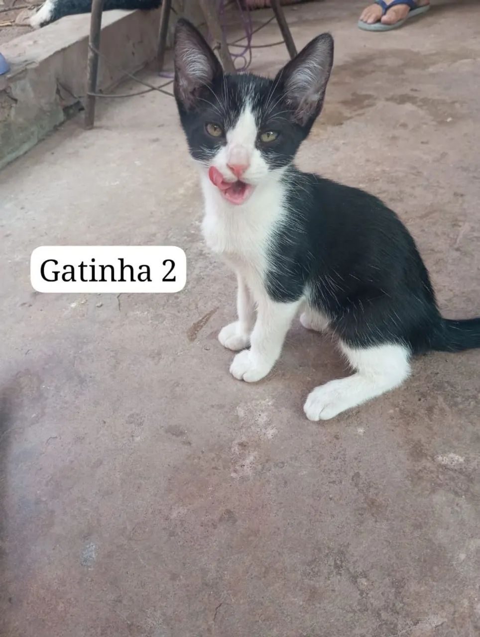 Gatas para adoção. - Foto 2
