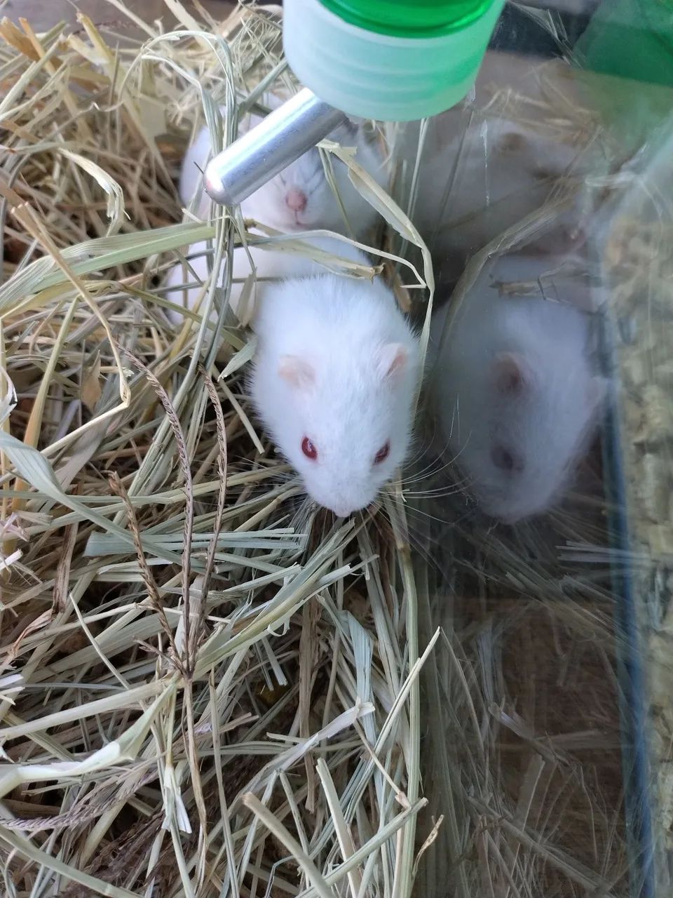 Hamster e Acessórios - Foto 5