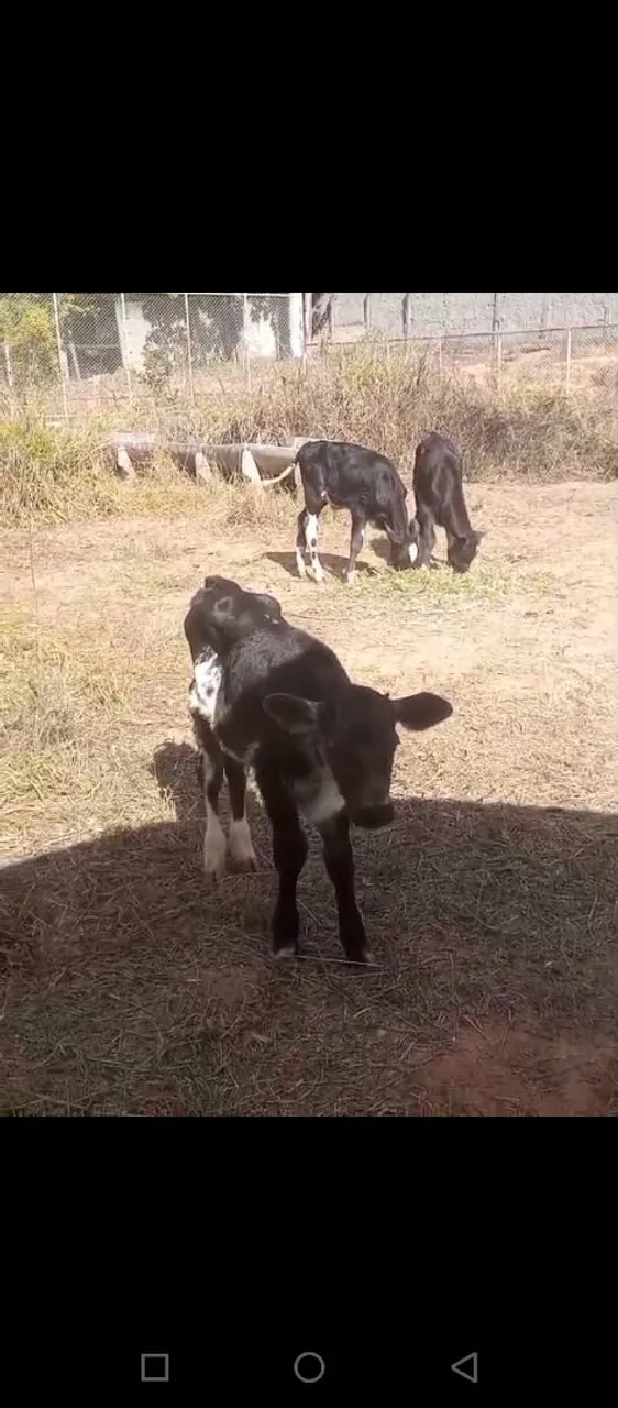 Bezerros para venda 90 dias
