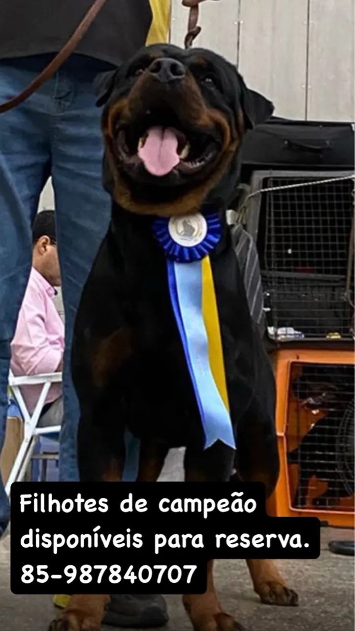Filhotes de rottweiler com pedigree de campeão  - Foto 2