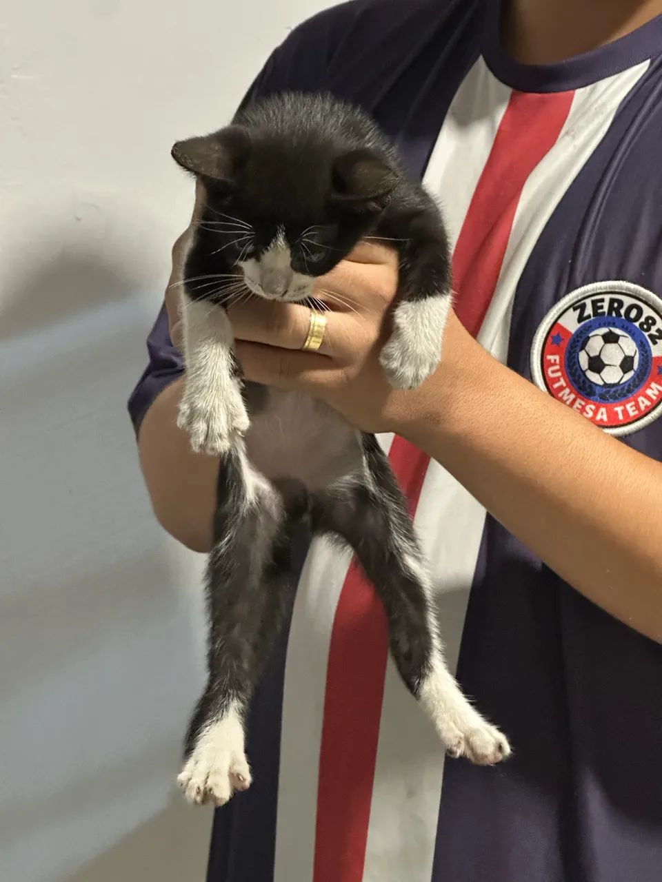 ADOÇÃO! GATO FILHOTE FRAJOLA ( MACHO ) - Foto 5