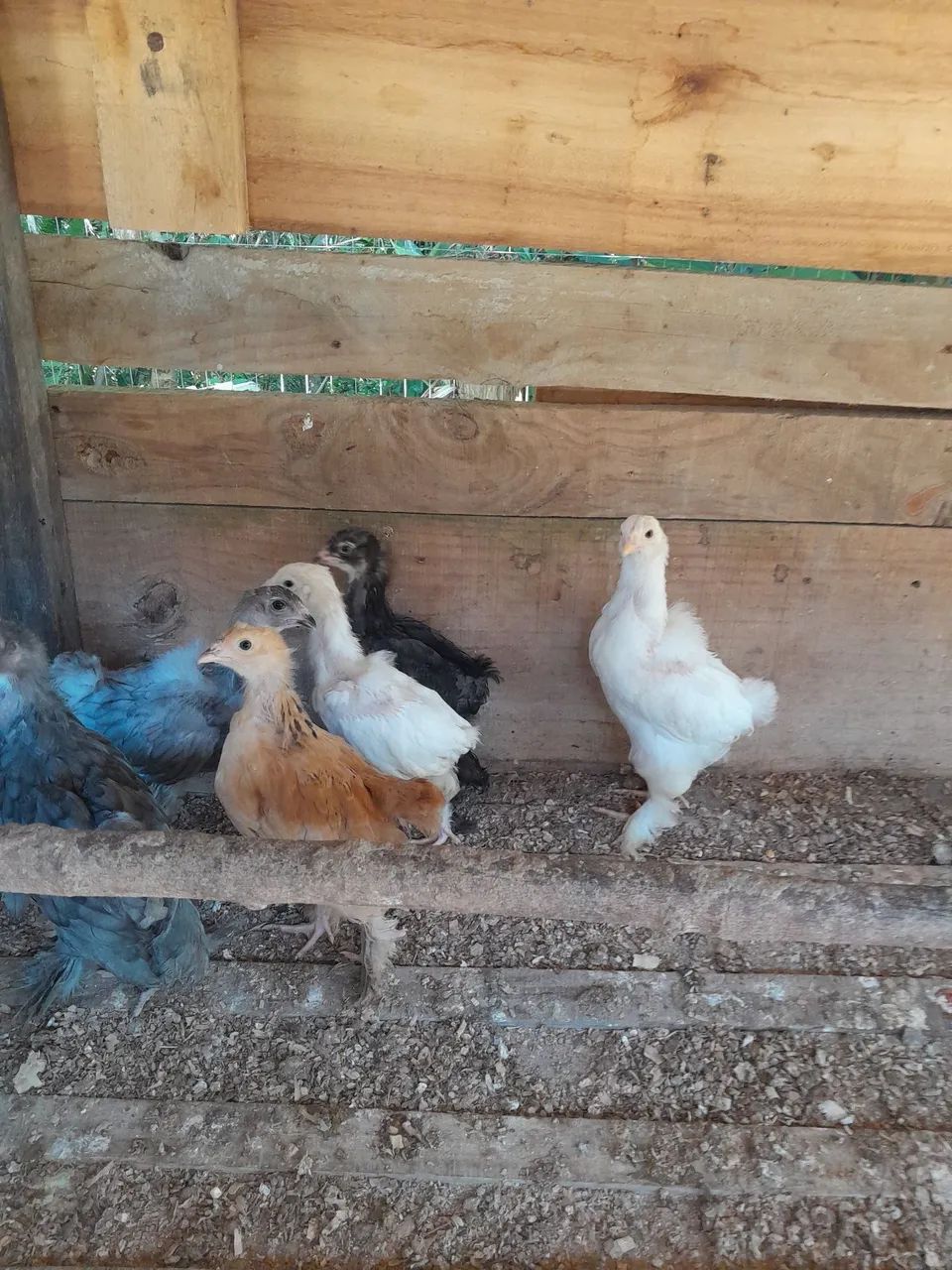 Pintinhos Brahma  - Foto 2