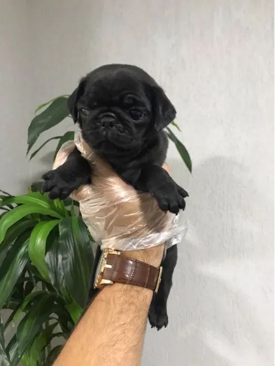Pug Padrão CBKC - Foto 3