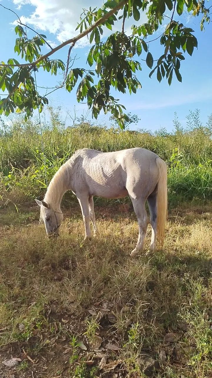 Égua quarto de milha - Foto 5