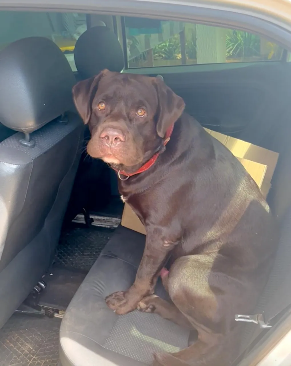 LABRADOR MACHO, COR CHOCOLATE, RAÇA PURA PROCURA FÊMEA