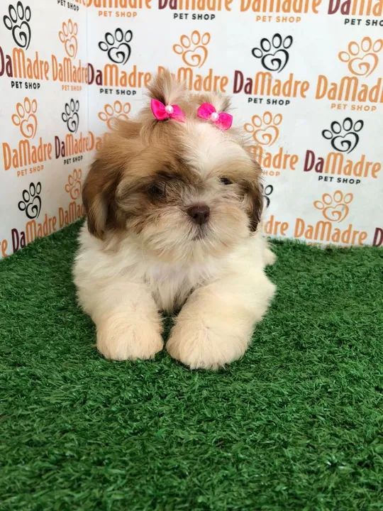 Shih Tzu Filhotes Carinhoso  - Foto 2