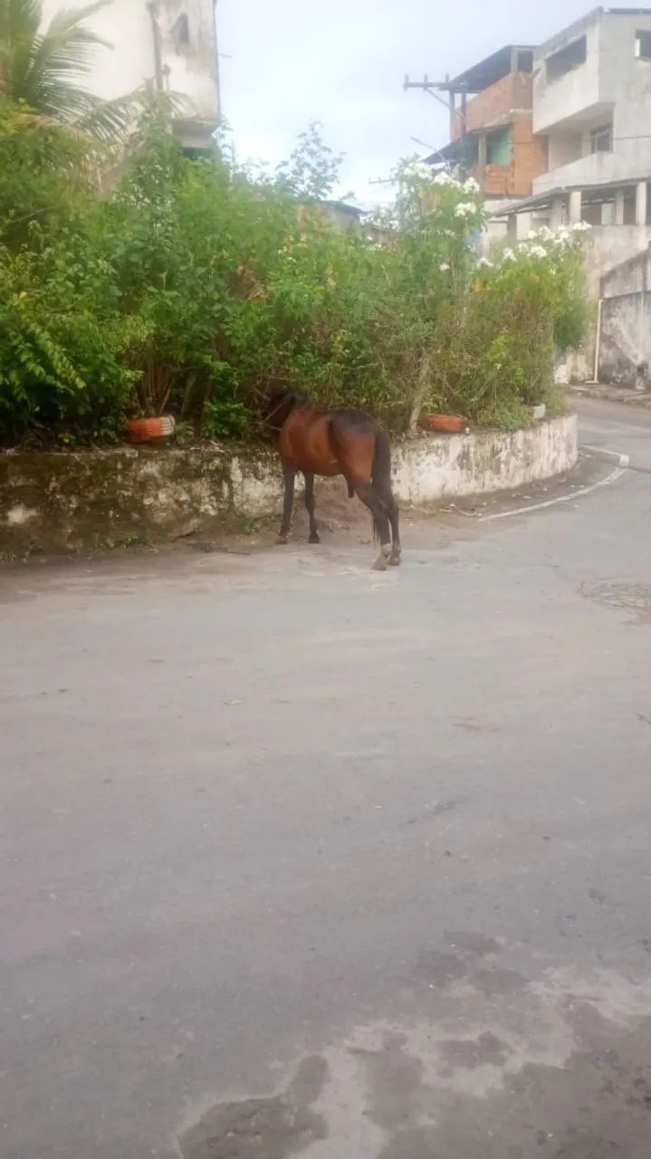 Vende se um cavalo - Foto 3