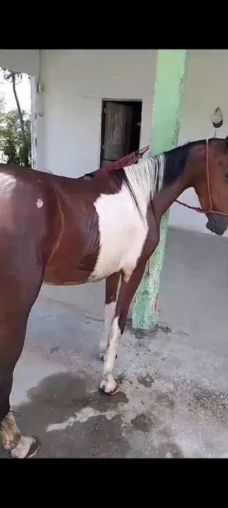 Potra 2 anos - Foto 4