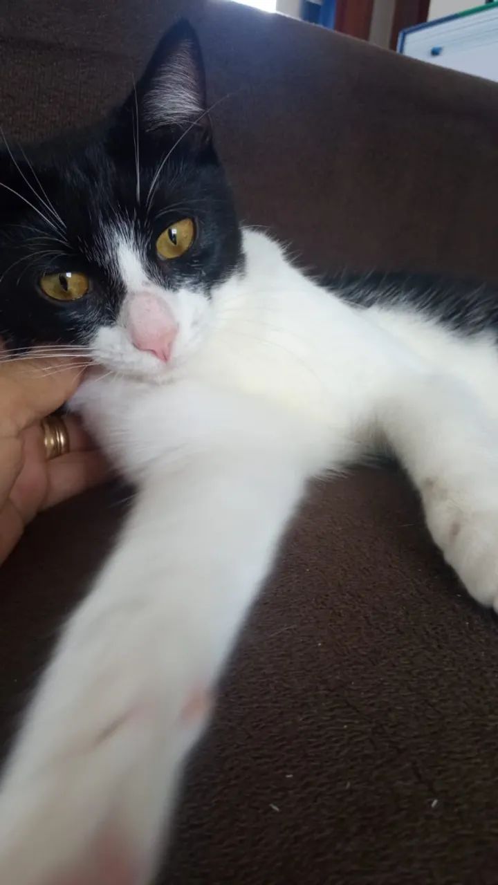 Gatinha fofa, dócil e carinhosa! (Resgatada das ruas) - Foto 2
