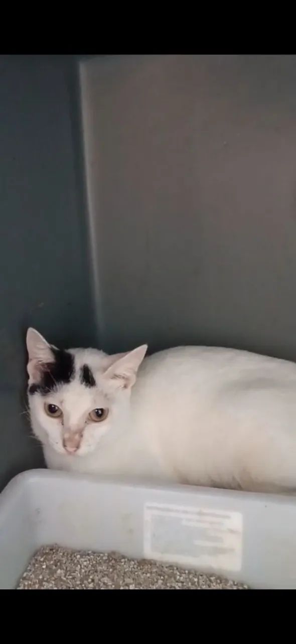 Transforme a dor em amor: adote esta gata castrada e faça a diferença! - Foto 2