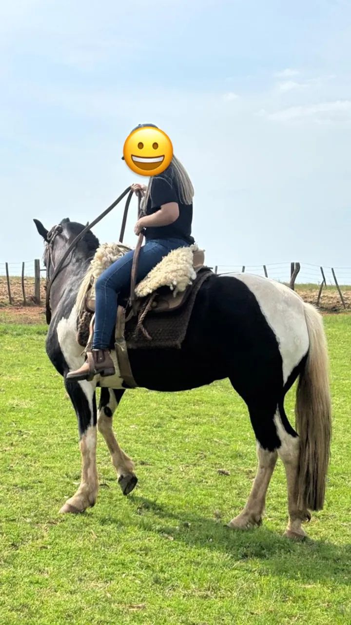 Égua Crioula Tobiana Registrada - Foto 2