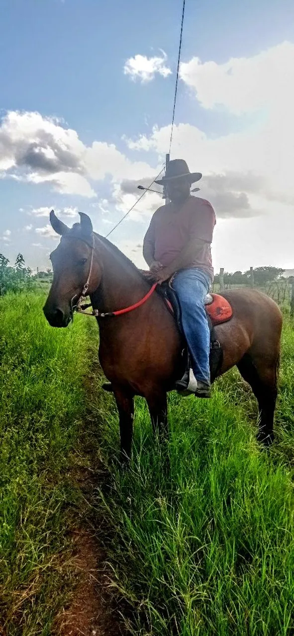 Cavalo para Agropecuária