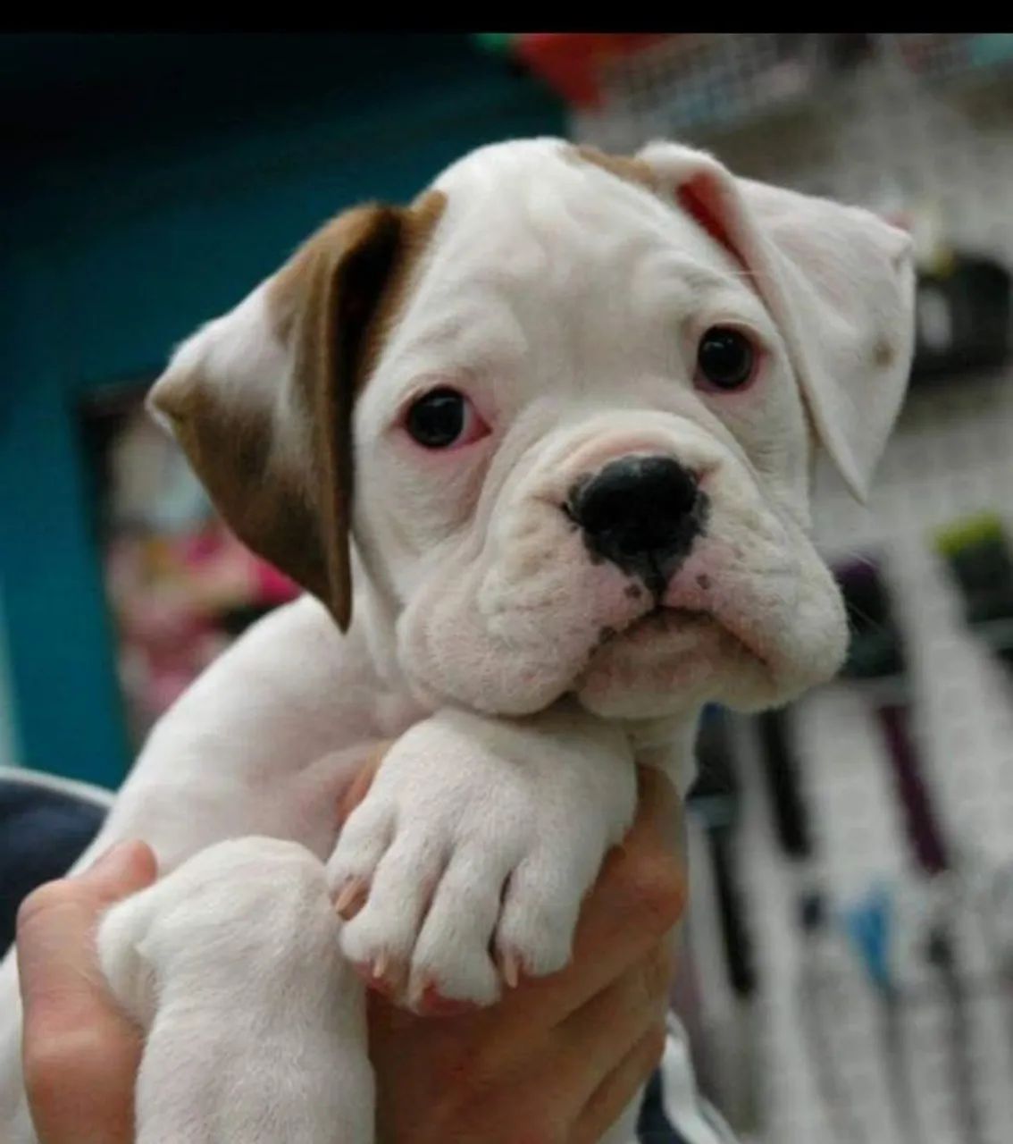 Filhotes de boxer , Deus criou 