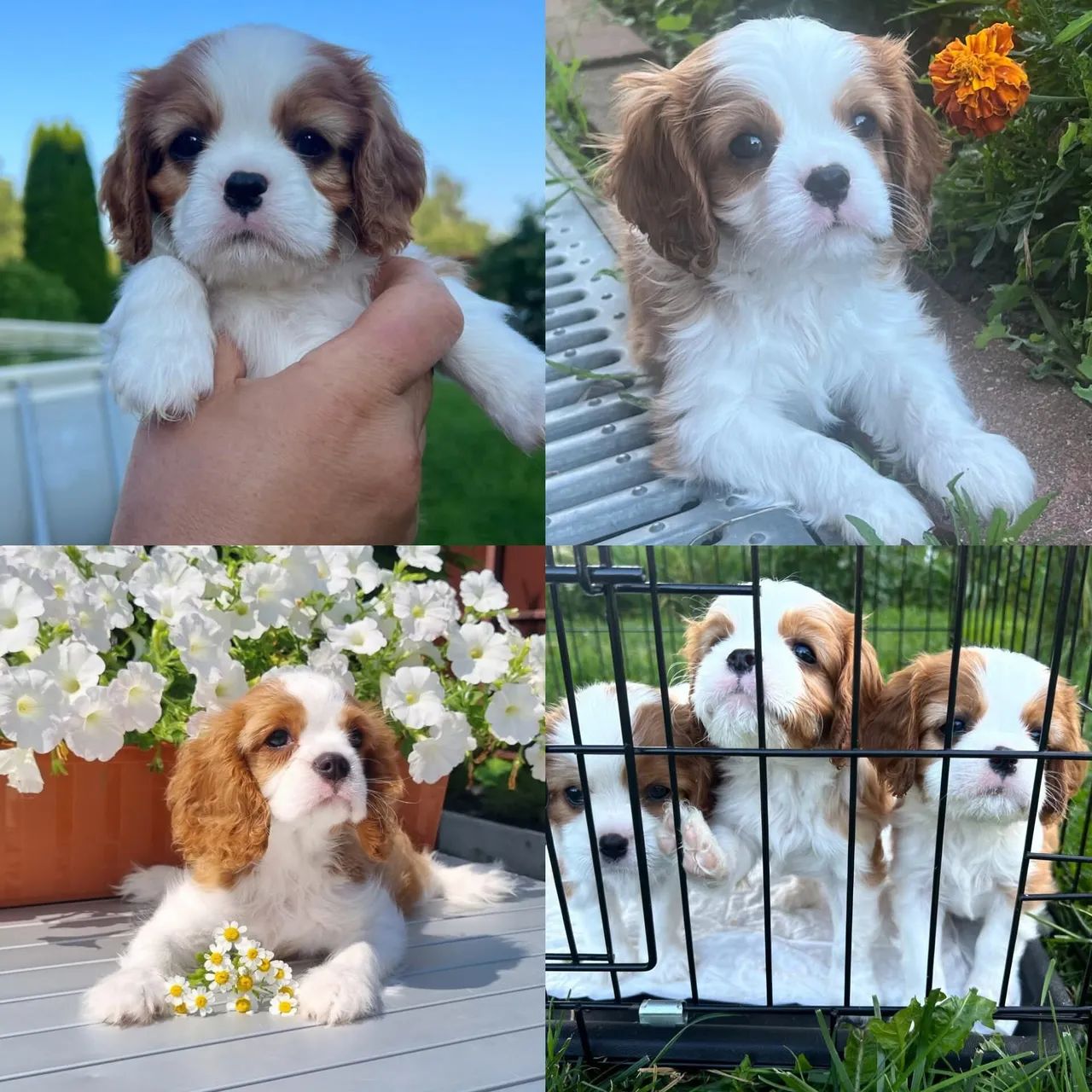 Cavalier King Charles Spaniel