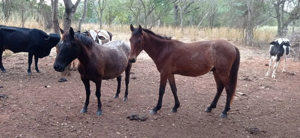Cavalo
