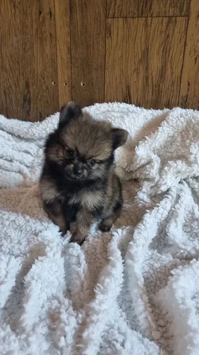 Filhote de Spitz Alemão perfeição 