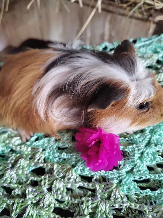 Lindosss porquinho da índia 