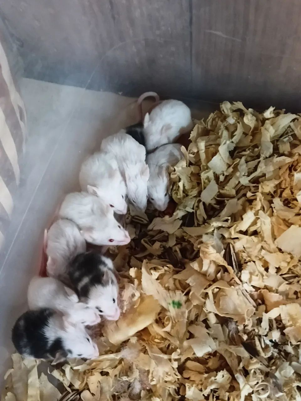 Ratos camundongo de laboratório  - Foto 2