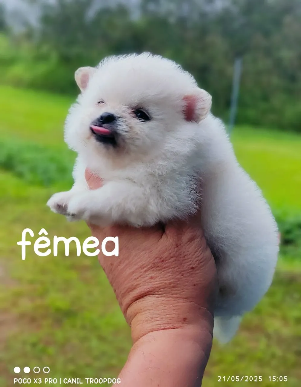 Lulu Pomerânia fêmea