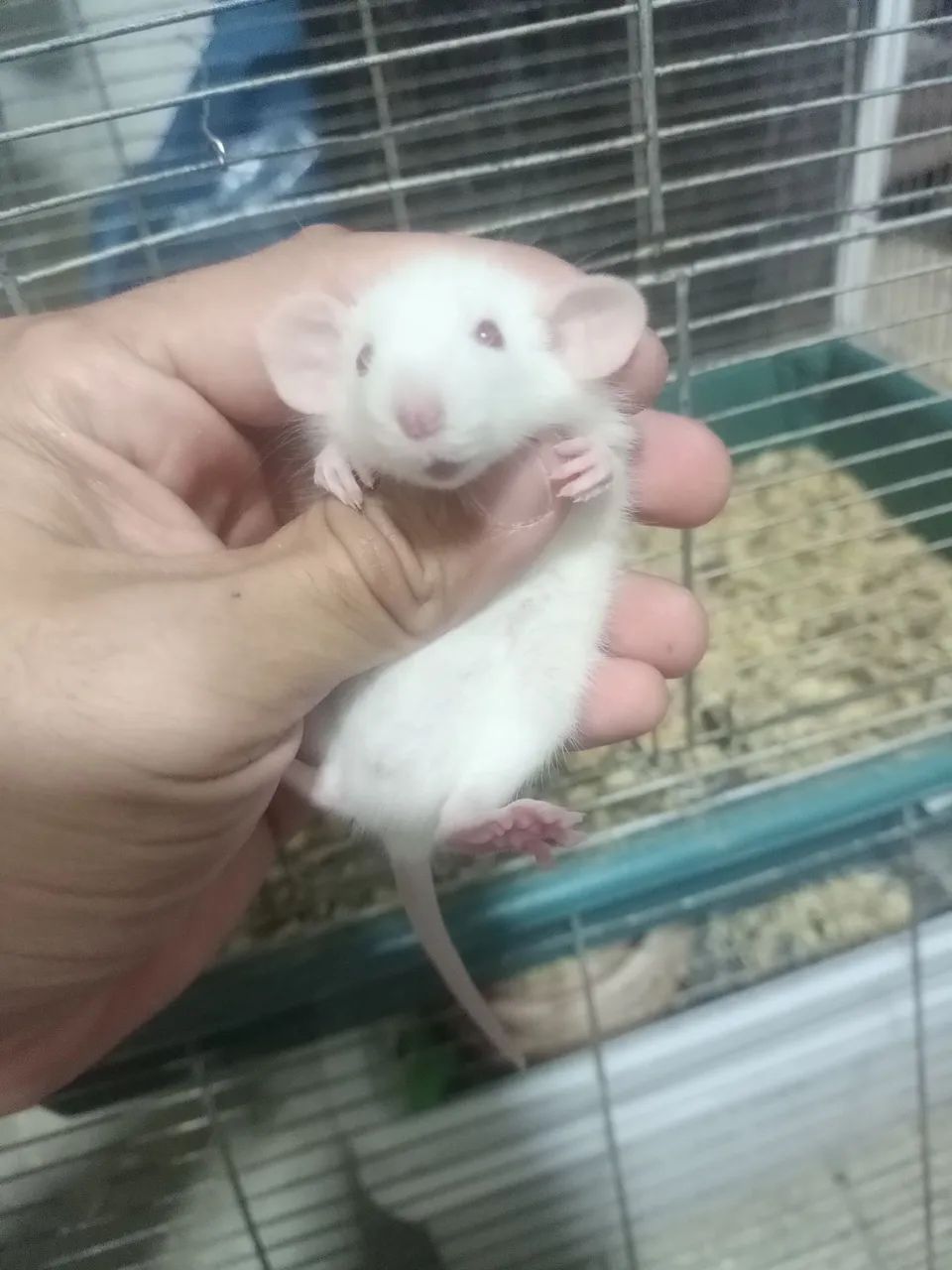 Procurando um pet inteligente,sociável e super carinhoso ?