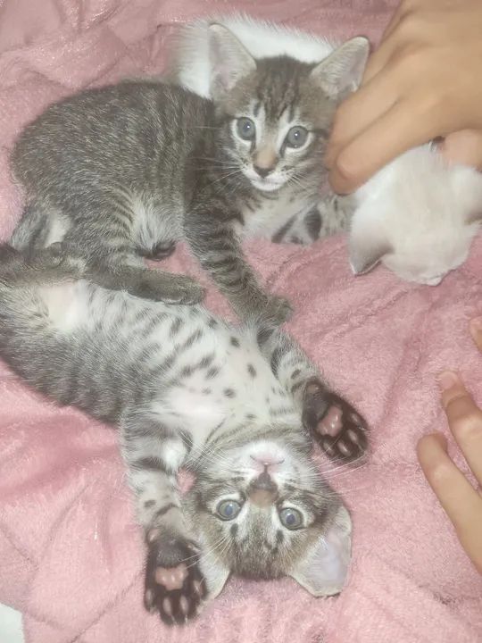 Treis gatinhos fofinhos para adoção - Foto 2