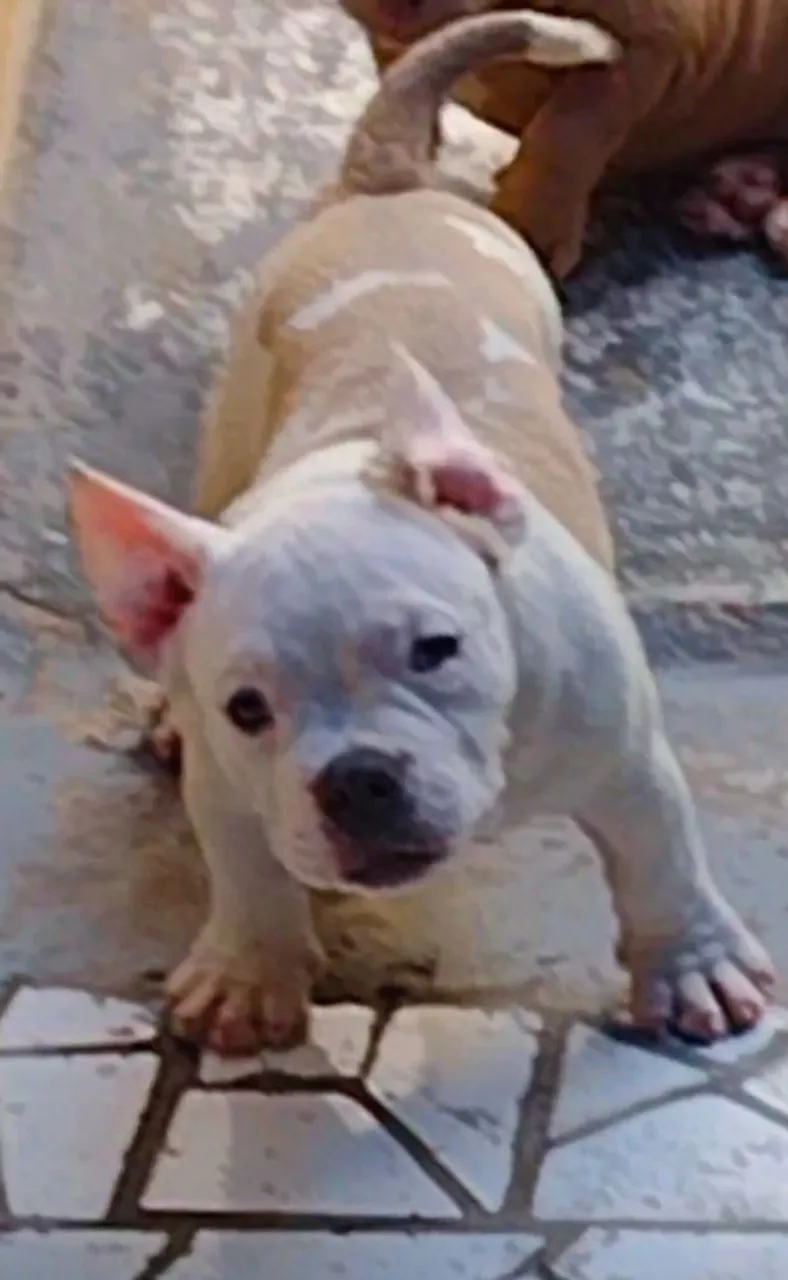 AMERICAN BULLY MACHO FILHOTE COM PEDIGREE
