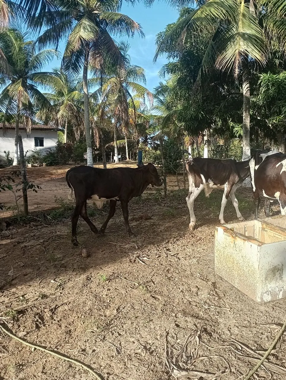 Boi, vaca e bezerros para venda