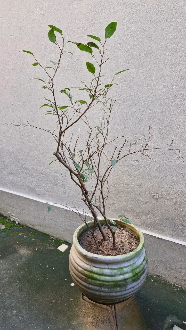 PLANTAS NO VASO DE CONCRETO  - Foto 2