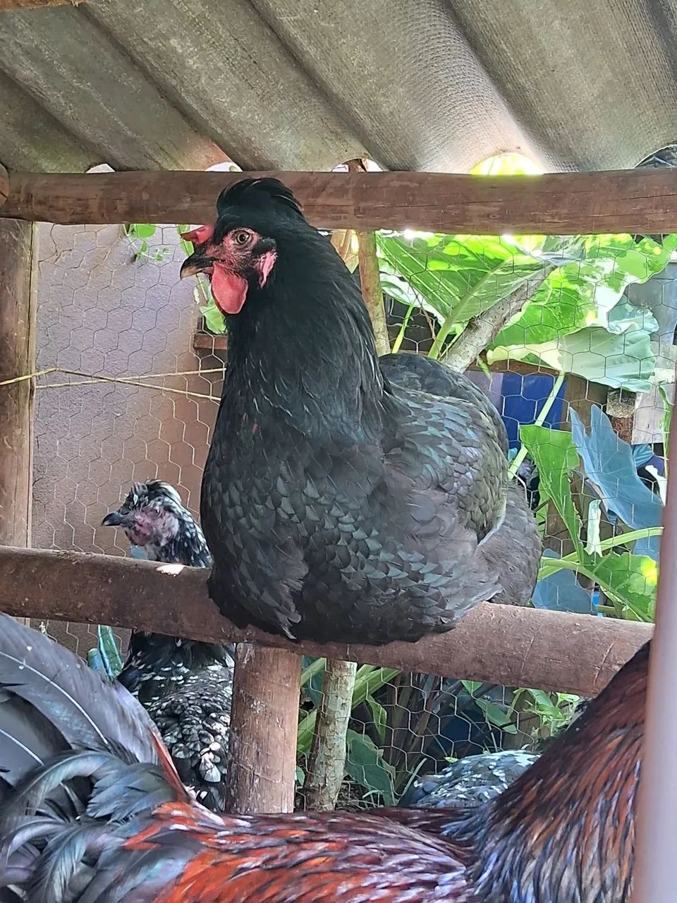 Ovos GSB galinha balão - PROMOÇÃO  - Foto 6