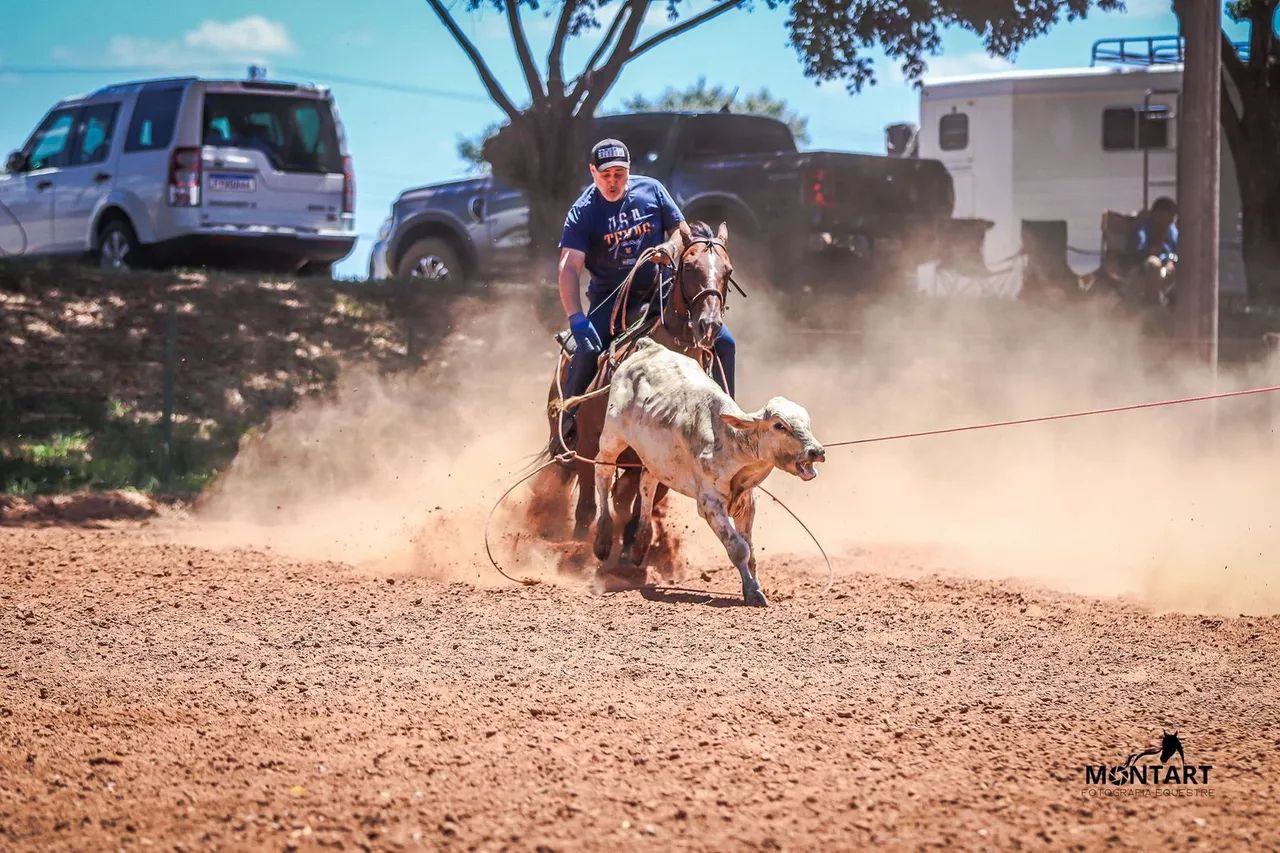 Cavalo Quarto de Milha  - BAIO - de Laço em dupla cabeça e pé - Foto 4