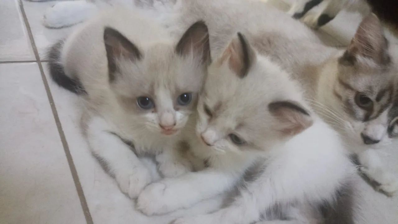 ADOTE OS GATINHOS  - Foto 2