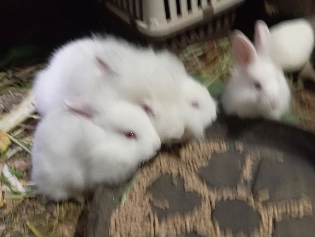 Lindos filhotes Head Lion - Foto 5