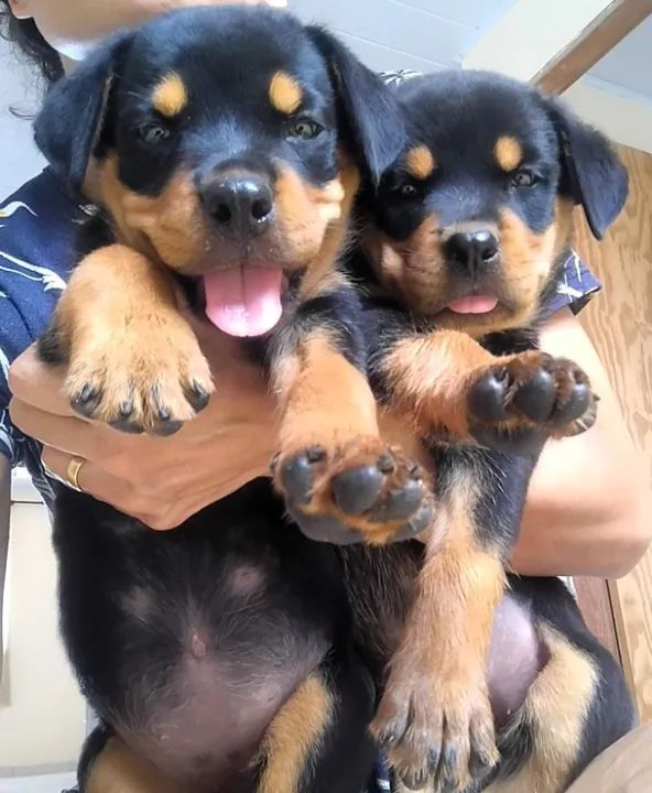 Filhotes de Rotweiller duas fêmeas disponíveis