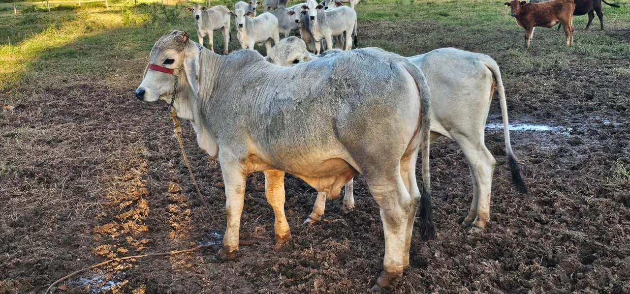 Gado novo Brahman e Nelore