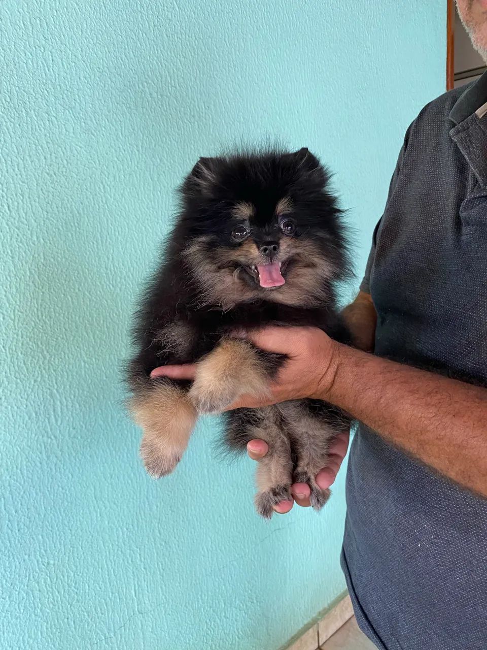 Spitz Alemão Lulu da pomerania - Foto 5