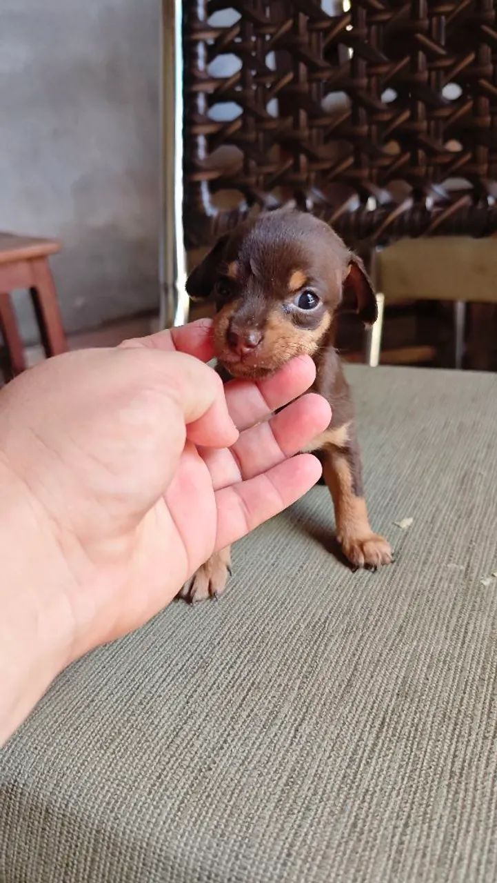 Filhote de Pinscher Miniatura - Foto 3