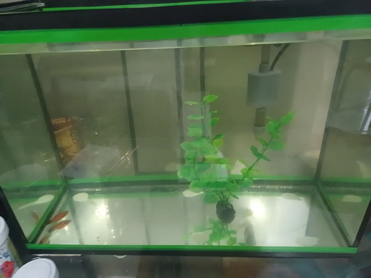 Aquário 43 Litros com Planta artificial