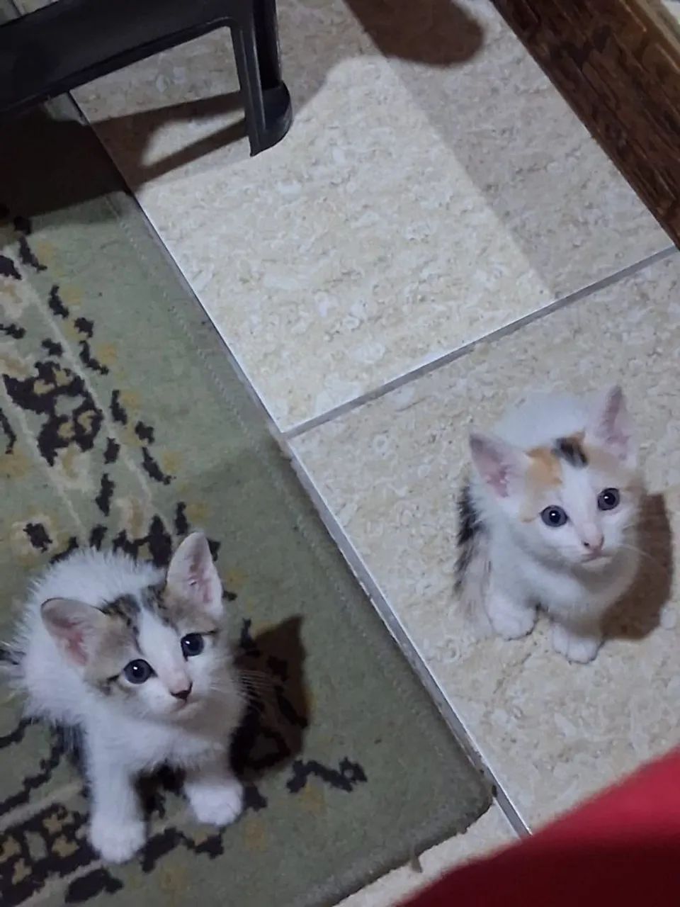 Prontos para alegrar sua casa !? - Foto 6