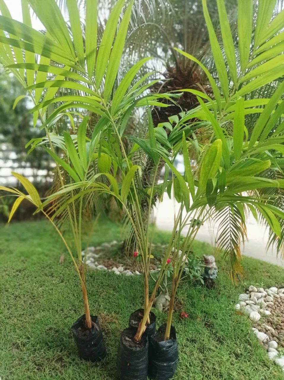 Mudas de Palmeira mini imperial 