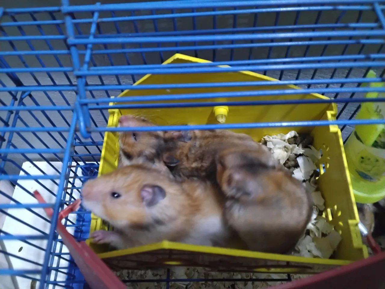 Hamsters sírios fofinhos ! - Foto 4